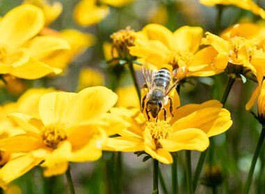 biene mit Blume | © Punkt und Komma