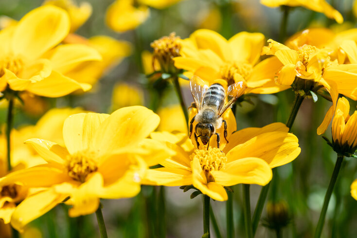 biene mit Blume | © Punkt und Komma