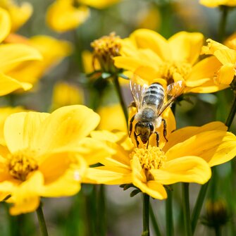 biene mit Blume | © Punkt und Komma
